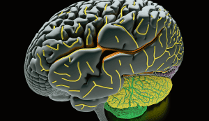 Mirror Neurons: The Neuro-Psychology of NLP Modelling